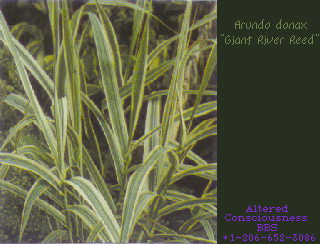 Arundo donax.gif